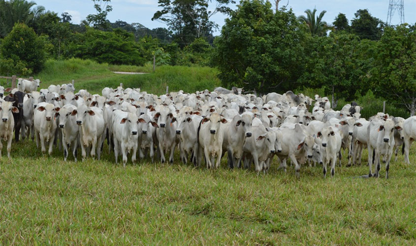 Ministério da Agricultura reconhece Rondônia como livre de Febre Aftosa sem vacinação