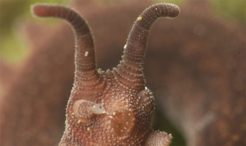 ICMBio promove consulta sobre a conservação do verme-aveludado