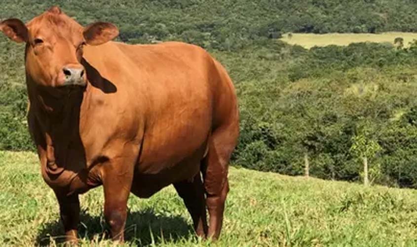 Boi gordo: confira as cotações desta quarta (12)