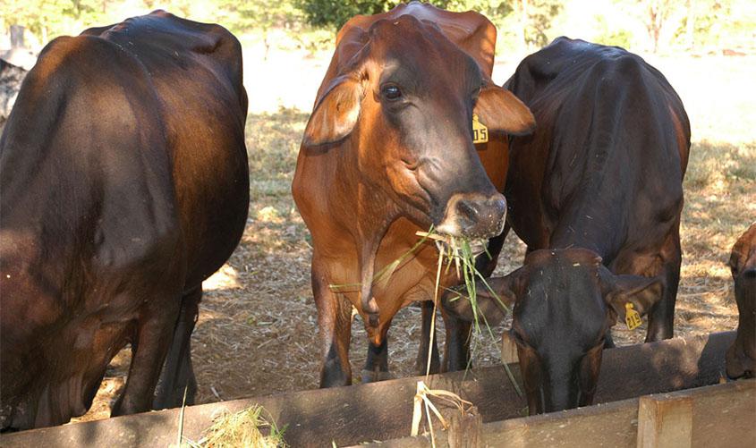 Dia de Campo em Cerejeiras destaca importância da silagem