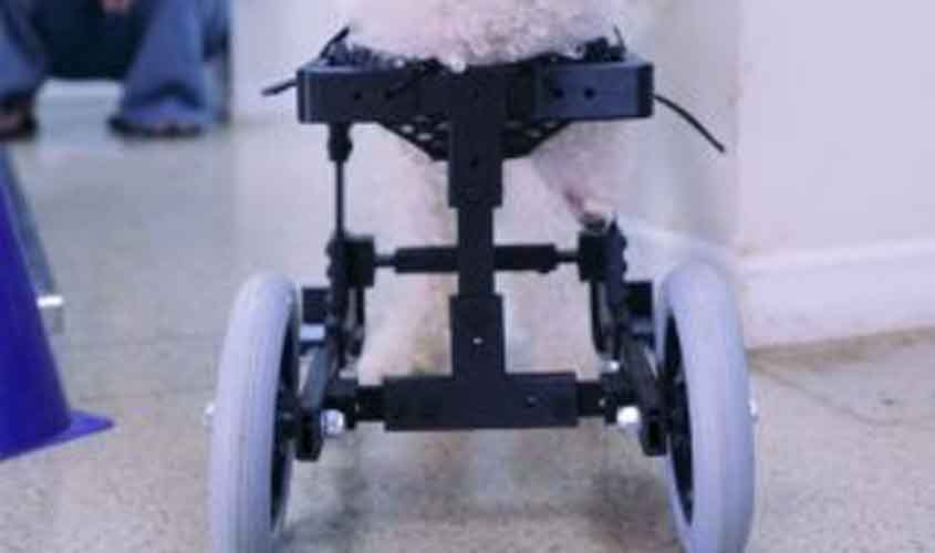 Cão sem patas dianteiras volta a andar com protótipo de cadeira de rodas inédito