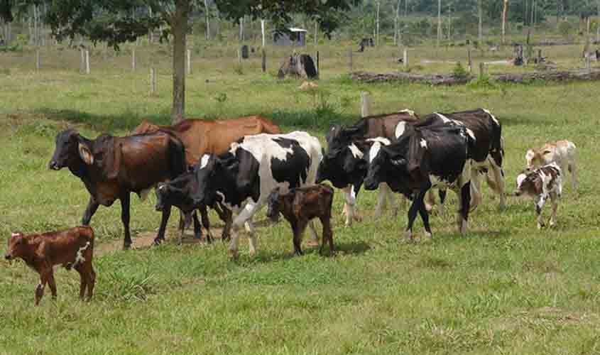 Cerca de 90% dos produtores já declararam rebanho à Idaron; prazo termina neste domingo, 15