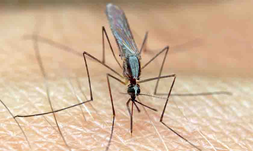 Hospital Bom Pastor alerta para o aumento de casos de malária entre indígenas 