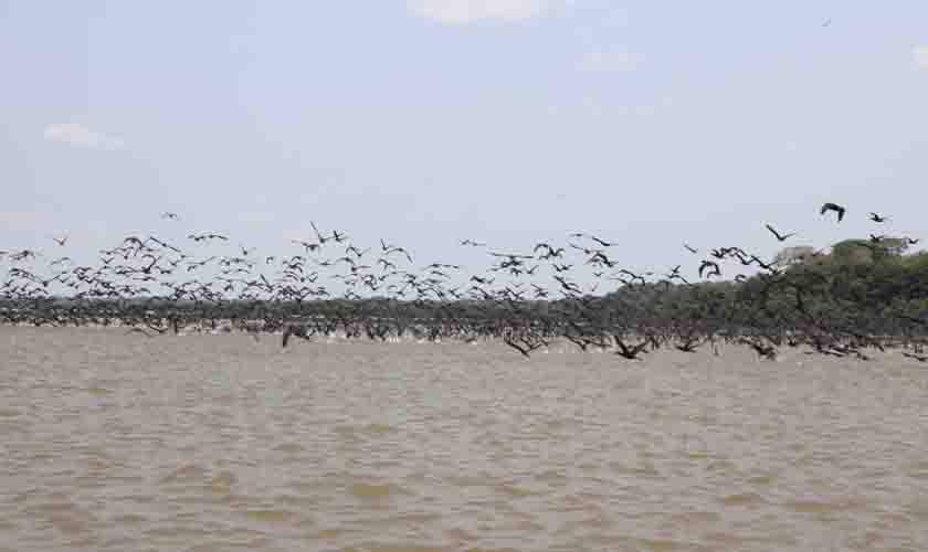 Conheça as belezas naturais do Lago do Cuniã