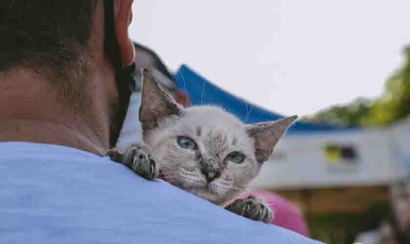 Evento facilita a adoção responsável de cães e gatos em Porto Velho