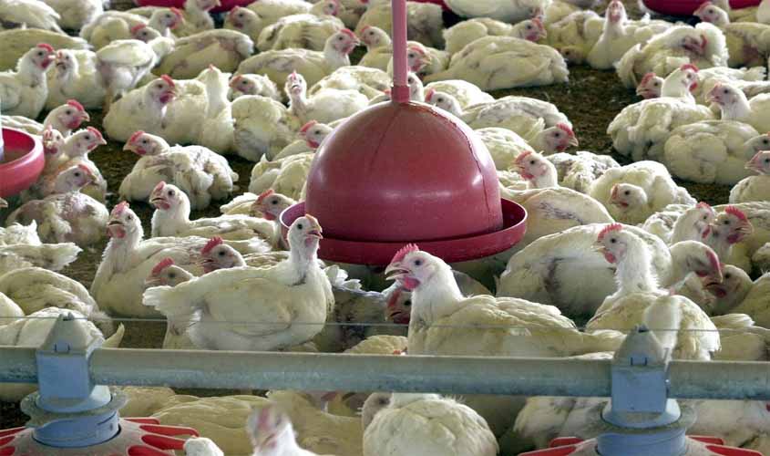 BRF recolhe carne de frango por risco de contaminação por salmonella