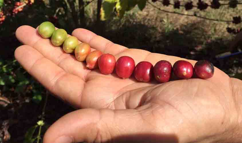 Município de Novo Horizonte do Oeste, um dos maiores produtores de café da Zona da Mata, completa 28 anos de emancipação