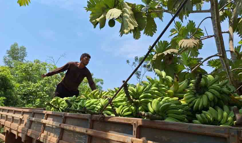Prefeitura de Porto Velho reforça transporte da produção agrícola e manutenção de estradas rurais