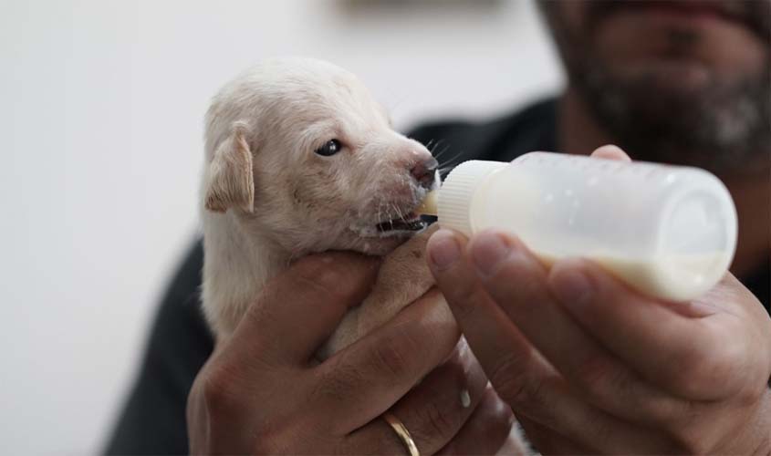 Feira de adoção animal acontece neste sábado (14)