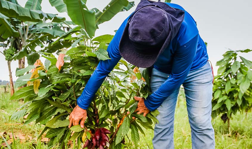Fazenda Futuro revitaliza áreas de plantio, conclui jardim clonal de cacau e prepara enxertos em Porto Velho