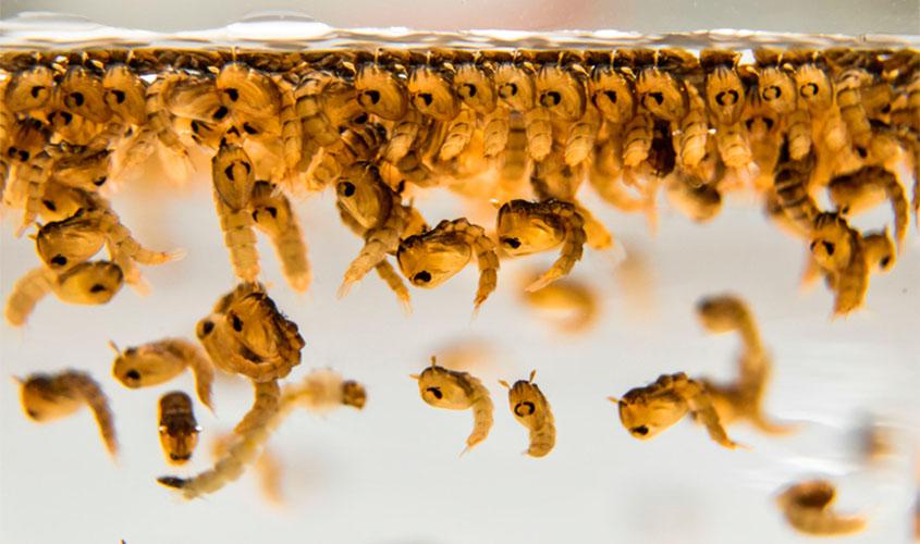 Sudeste concentra maior número de casos prováveis de dengue entre as cinco regiões brasileiras