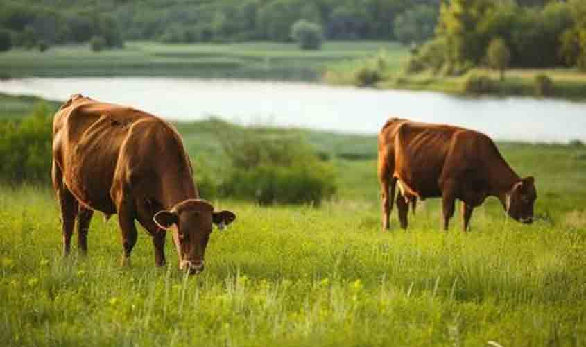 Boi gordo tem leve alta