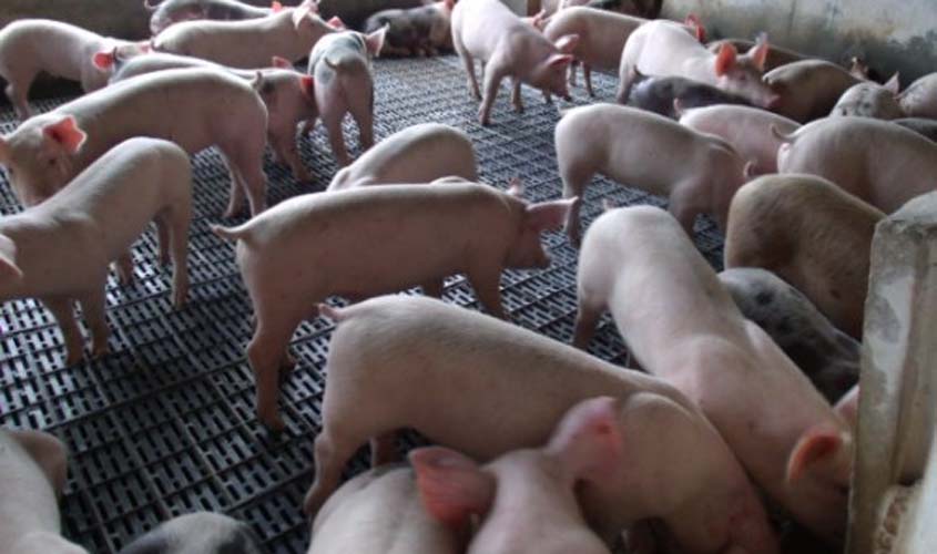 Rondônia viabiliza produção de suínos com foco em mercado e exportação