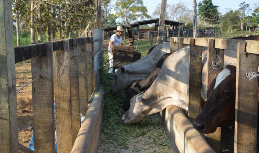 Campanha de declaração de rebanho será de 1º a 31 de maio em Rondônia