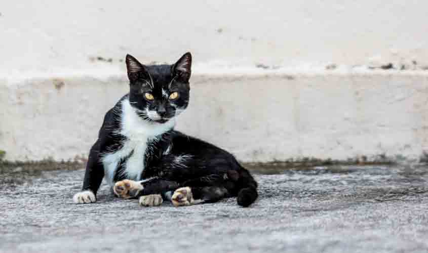 Prefeitura cria programa para informar sobre maus-tratos contra animais