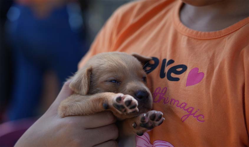 Feira de adoção garante lares para cães e gatos em Porto Velho