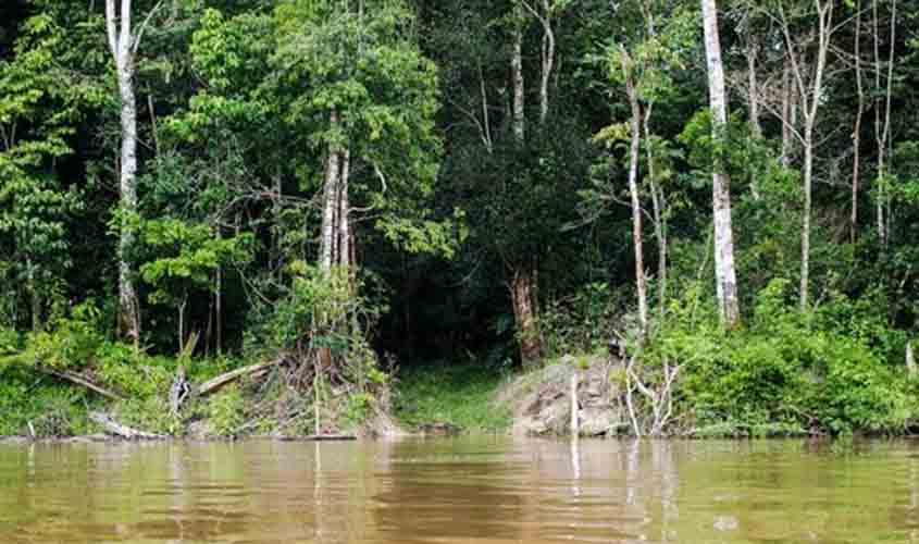 Caixa vai investir R$ 150 milhões na proteção da Floresta Amazônica