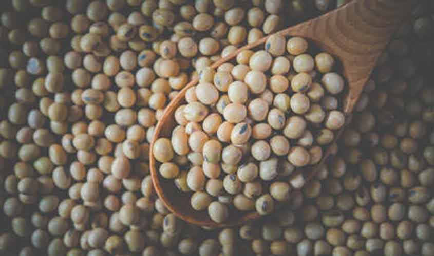 Preço da soja hoje (13): interior do Paraná tem estabilidade, enquanto Paranaguá registra queda