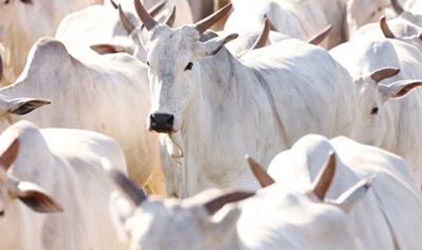 Preços do Boi, Frango e Suíno nesta sexta-feira (13), cotações atualizadas