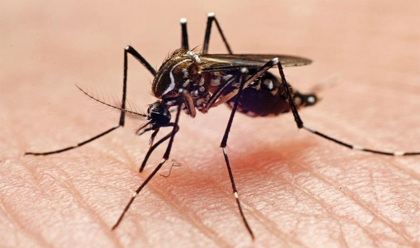 MP instaura procedimento para acompanhar ações contra o Aedes aegypti em Vilhena e Chupinguaia