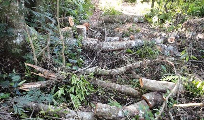 Derrubada de somente duas árvores para a obtenção de madeira permite a aplicação do principio da insignificância