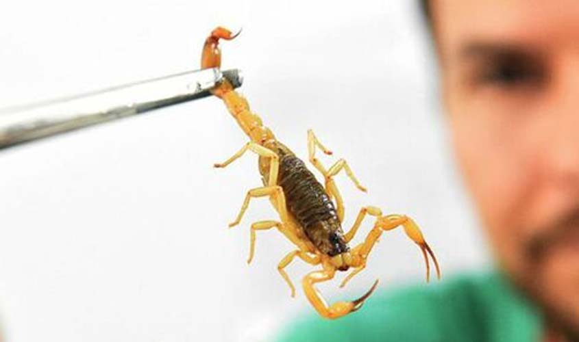 Como prevenir e tratar picadas de escorpião