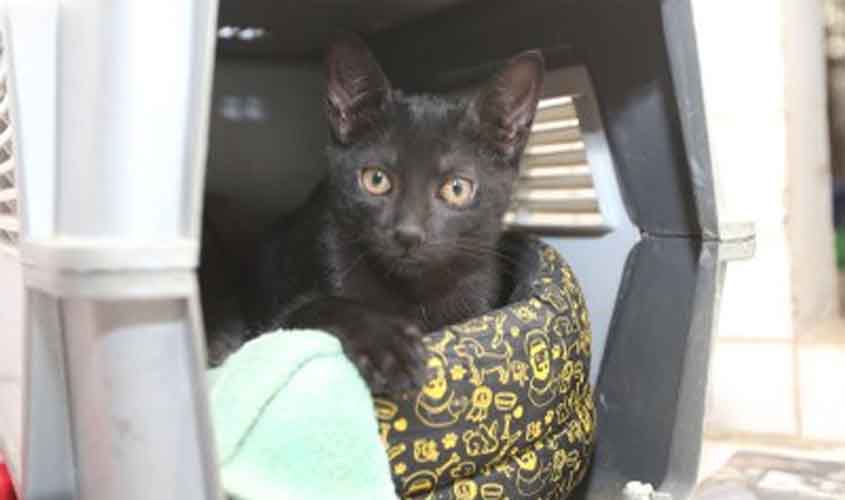 MPF cobra plano de cuidado permanente para gatos do campus do Instituto Federal de Sergipe em Aracaju