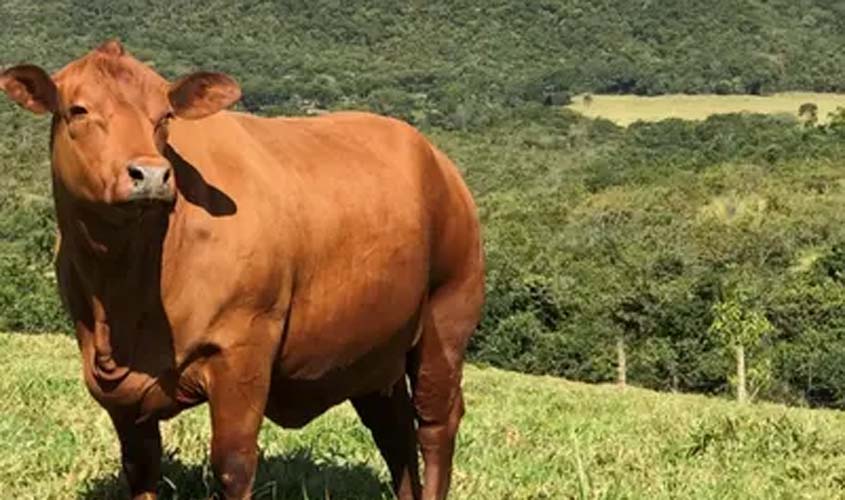 Boi gordo: arroba recua para R$ 346,50 em SP