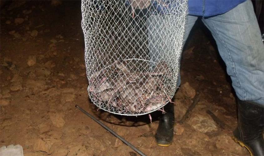 Vacinação contra raiva é única forma de combater focos, alerta Idaron