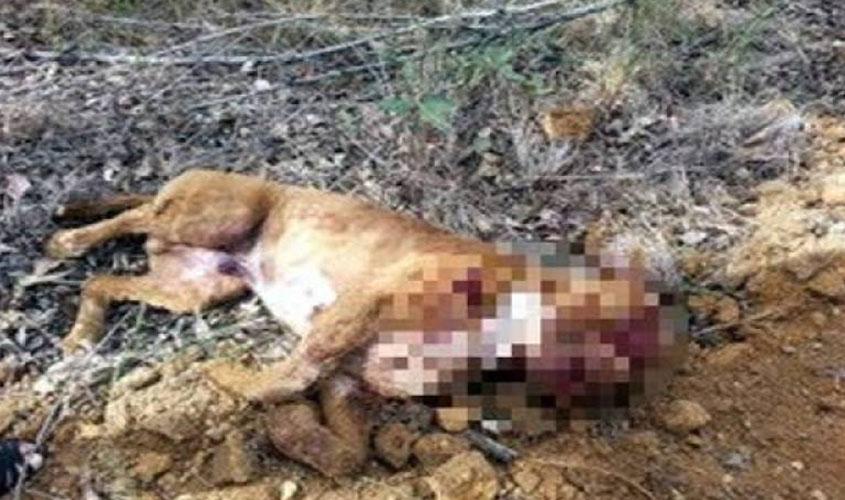 Policial militar é obrigado a abater, a tiros de pistola, cão da raça pit bull que atacava pastor belga em Vilhena