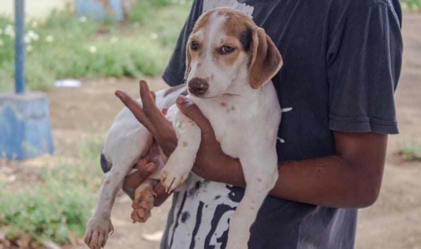 Dia D para vacinar cães e gatos será no próximo sábado (15), em Porto Velho