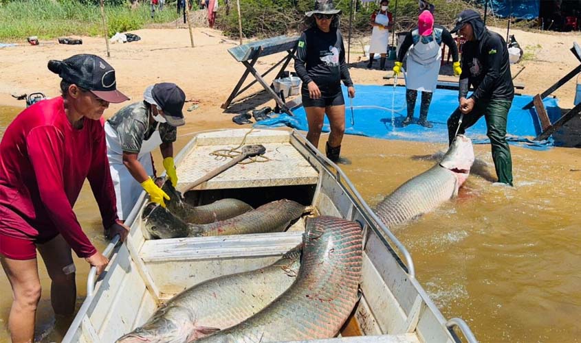 RO investe no manejo do pirarucu e apoia comunidades da Resex