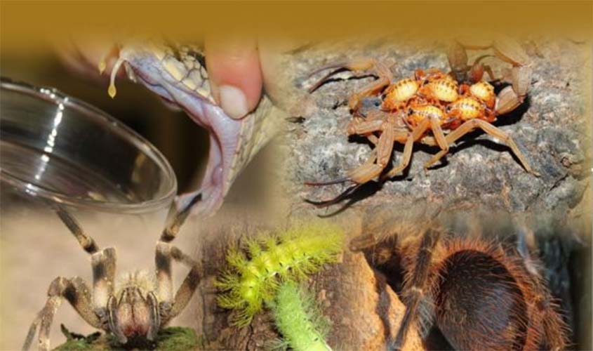 Agevisa alerta sobre animais peçonhentos que já provocaram mais de 1.500 acidentes neste ano