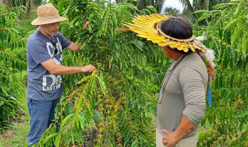 Robusta Amazônico, da aldeia para as mesas brasileiras