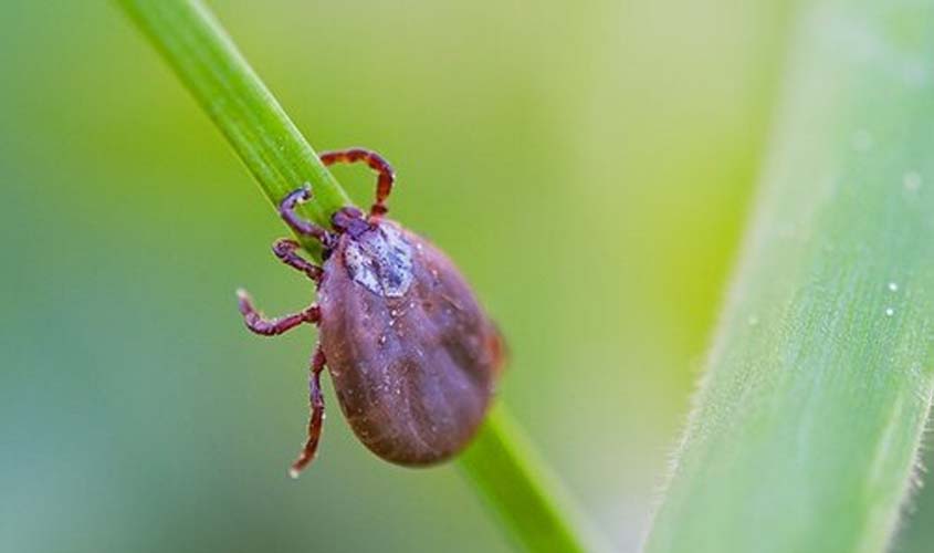 Febre maculosa: o que é e quais os sintomas dessa doença de difícil diagnóstico e alta taxa de letalidade