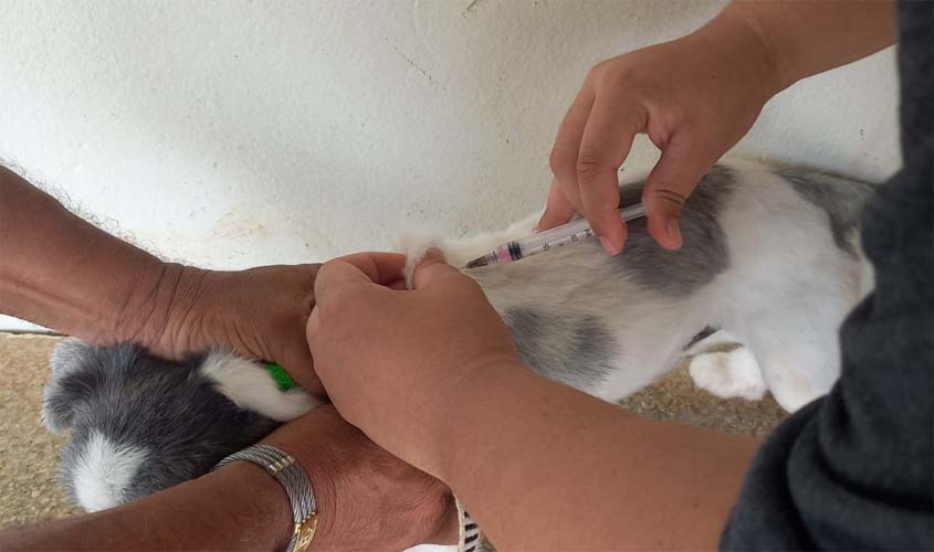 1ª Etapa da campanha de vacinação antirrábica animal na área urbana fica abaixo da meta estipulada pela Vigilância em Saúde