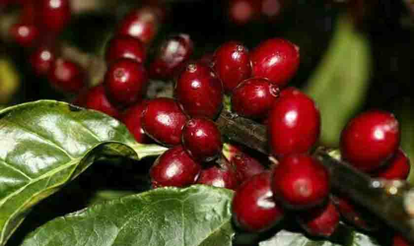 Açúcar registra alta no preço nesta segunda-feira (13)