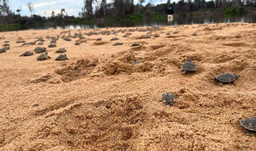 Soltura dos quelônios é realizada no Parque Estadual Corumbiara em Rondônia
