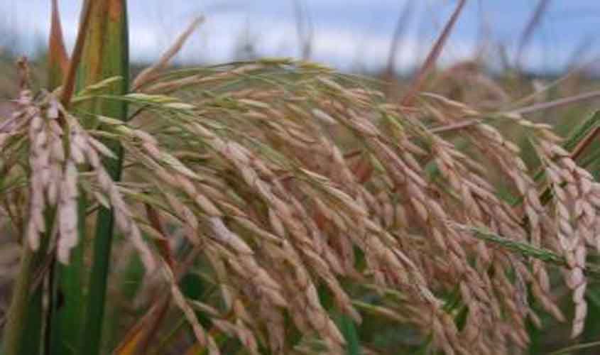 Missão Pró Grãos busca em Rondônia técnicas para implantar agronegócio forte no Acre