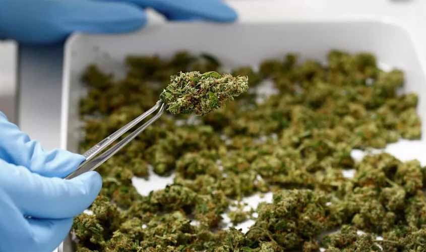 Maconha legalizada nos Estados Unidos. E agora conservadores?