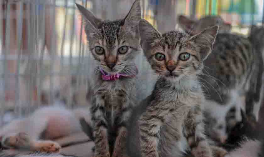 Segunda Feira de Adoção de Cães e Gatos vai acontecer no sábado (19)