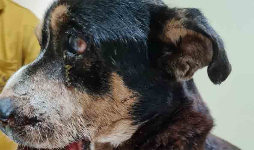 Rifa solidária vai arrecadar recursos para animais de rua de Porto Velho