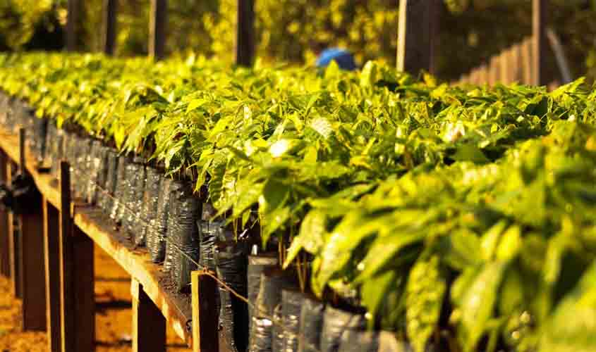 Com apoio do Governo de Rondônia, Cacoal busca a revitalização da produção de cacau