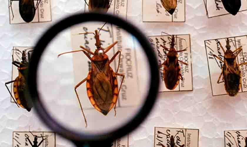 DOENÇA DE CHAGAS: Brasil não sabe ao certo quantos sofrem com doença