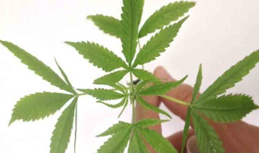 Anvisa autoriza produto à base de cannabis em projeto com a Fiocruz