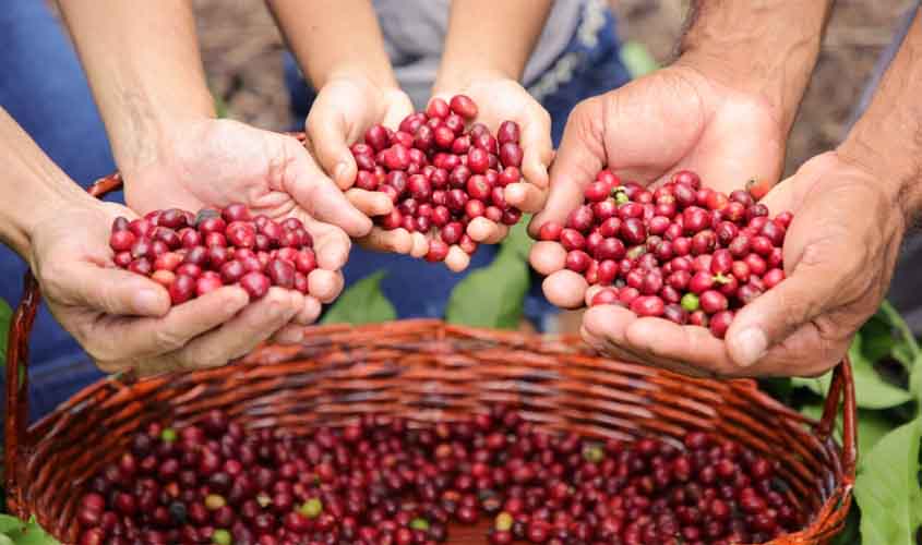 Governo de RO realiza cerimônia de lançamento da colheita do café no próximo sábado, 17