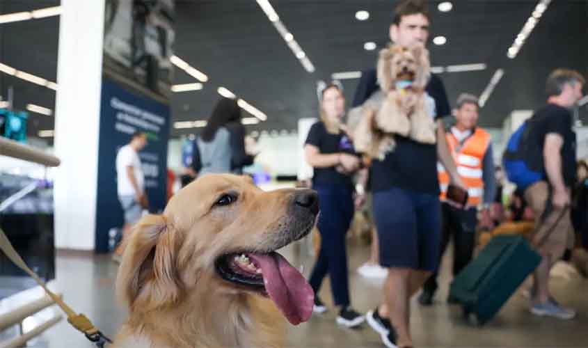 Aéreas podem se negar a embarcar animais de suporte emocional, diz STJ