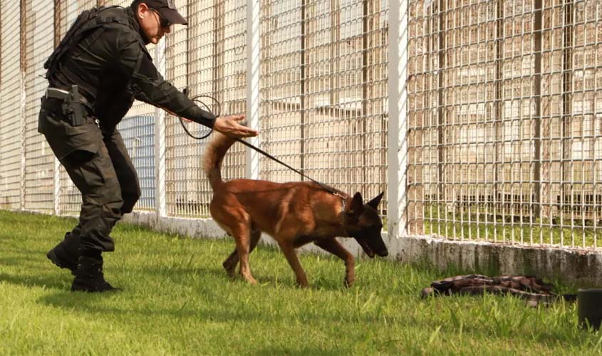 Cães treinados reforçam segurança prisional