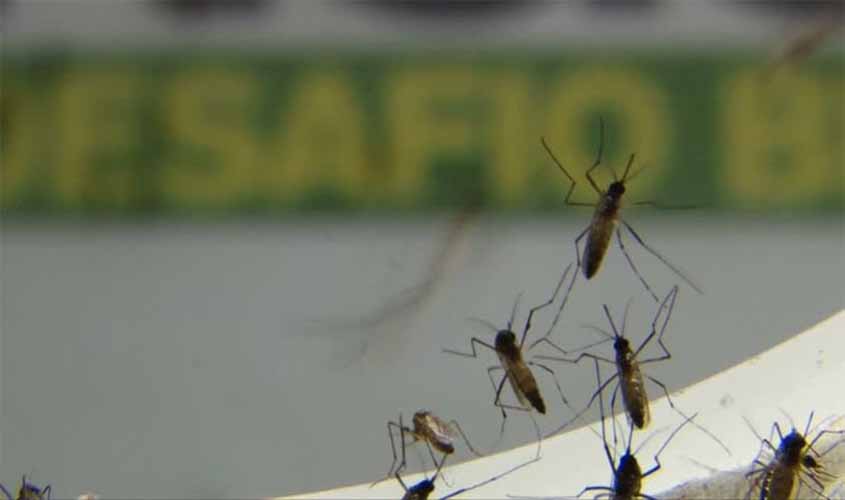 Brasil ultrapassa 500 mortes por dengue em 2022