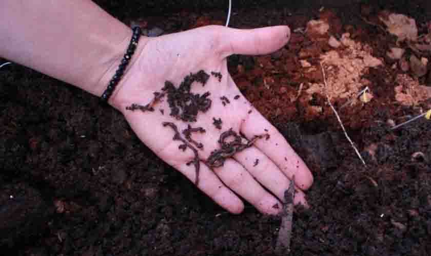 Saae lança novo edital para concessão de composteiras domésticas, veja como participar